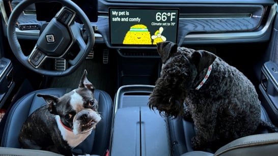 2022 dogs in cars blog post 11-2-22